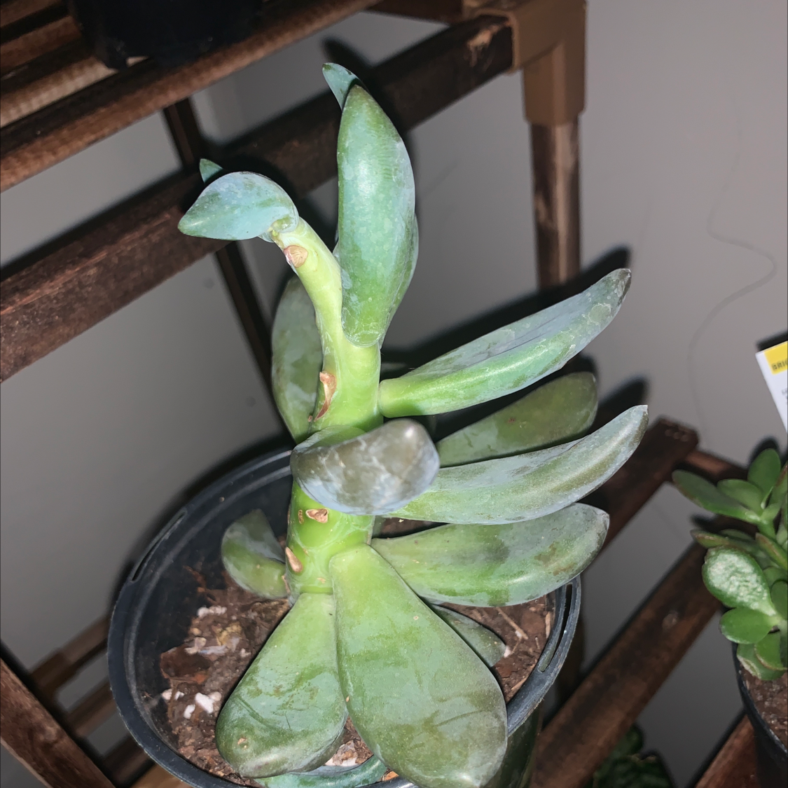 Photo of the plant species Echeveria 'Dark Red' by Matthew named Plumpo on Greg, the plant care app