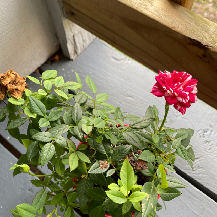 Beach Rose plant with green leaves, some browning leaves, and a pink flower in a pot on a wooden surface.