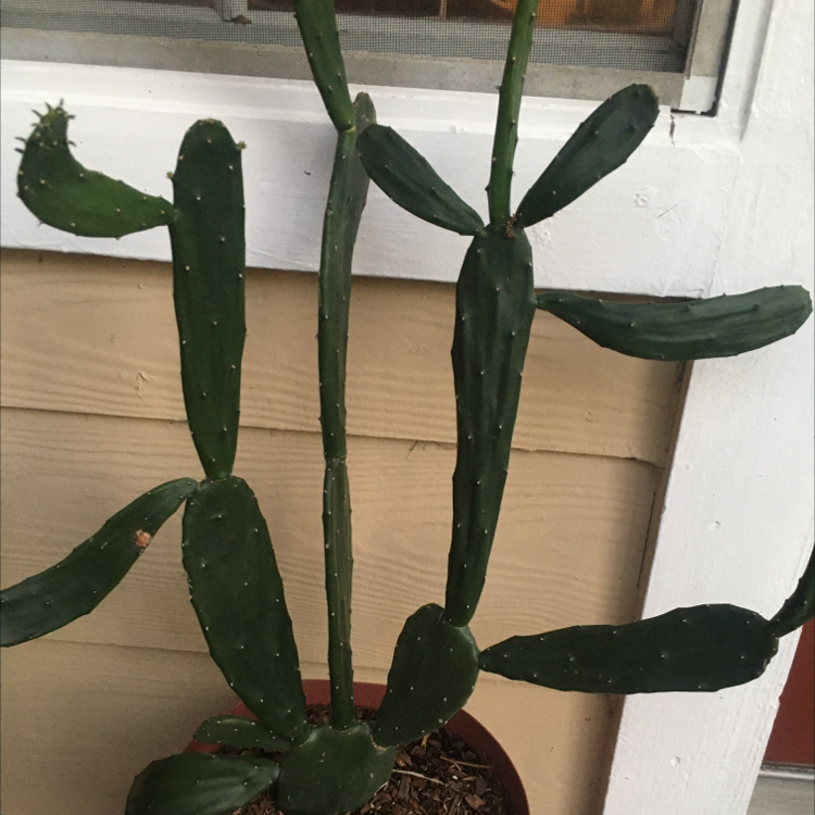 Cochineal Cactus with elongated, flat stems placed near a window.