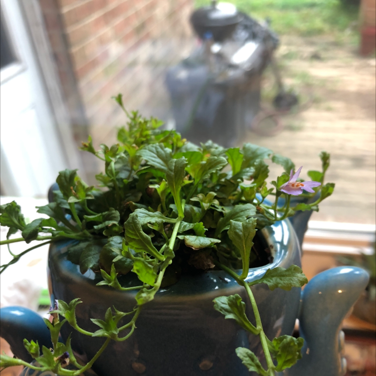 Photo of the plant species Japanese Mazus by @Starwarsandchill named Oswald on Greg, the plant care app