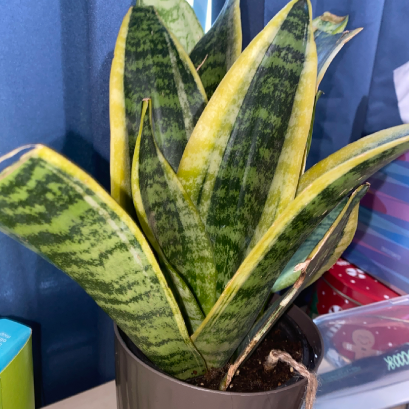 Snake Plant plant photo by Cas named Ulysses S Plant on Greg, the plant care app.