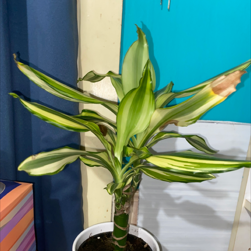 Photo of the plant species Dracaena 'Sted Sol Cane' by Cas named Treeyoncé on Greg, the plant care app