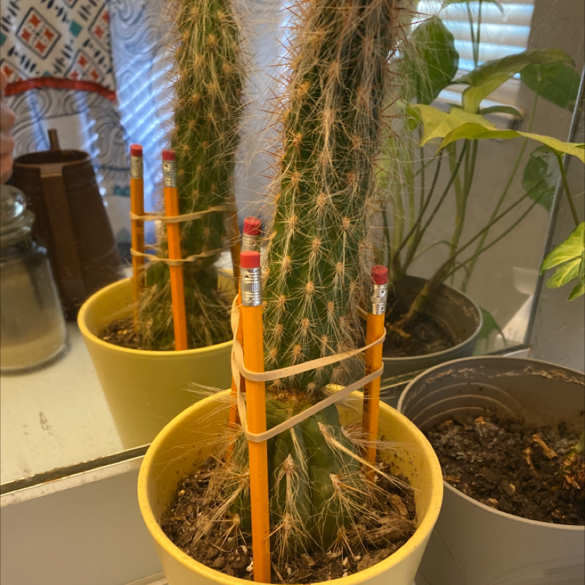 Mexican Night-Bloom Cereus cactus in a yellow pot, supported by pencils.