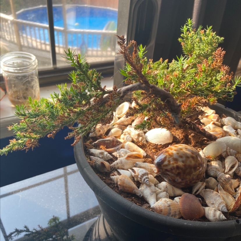Potted American Juniper plant with some browning leaves, placed indoors near a window with decorative shells on the soil.