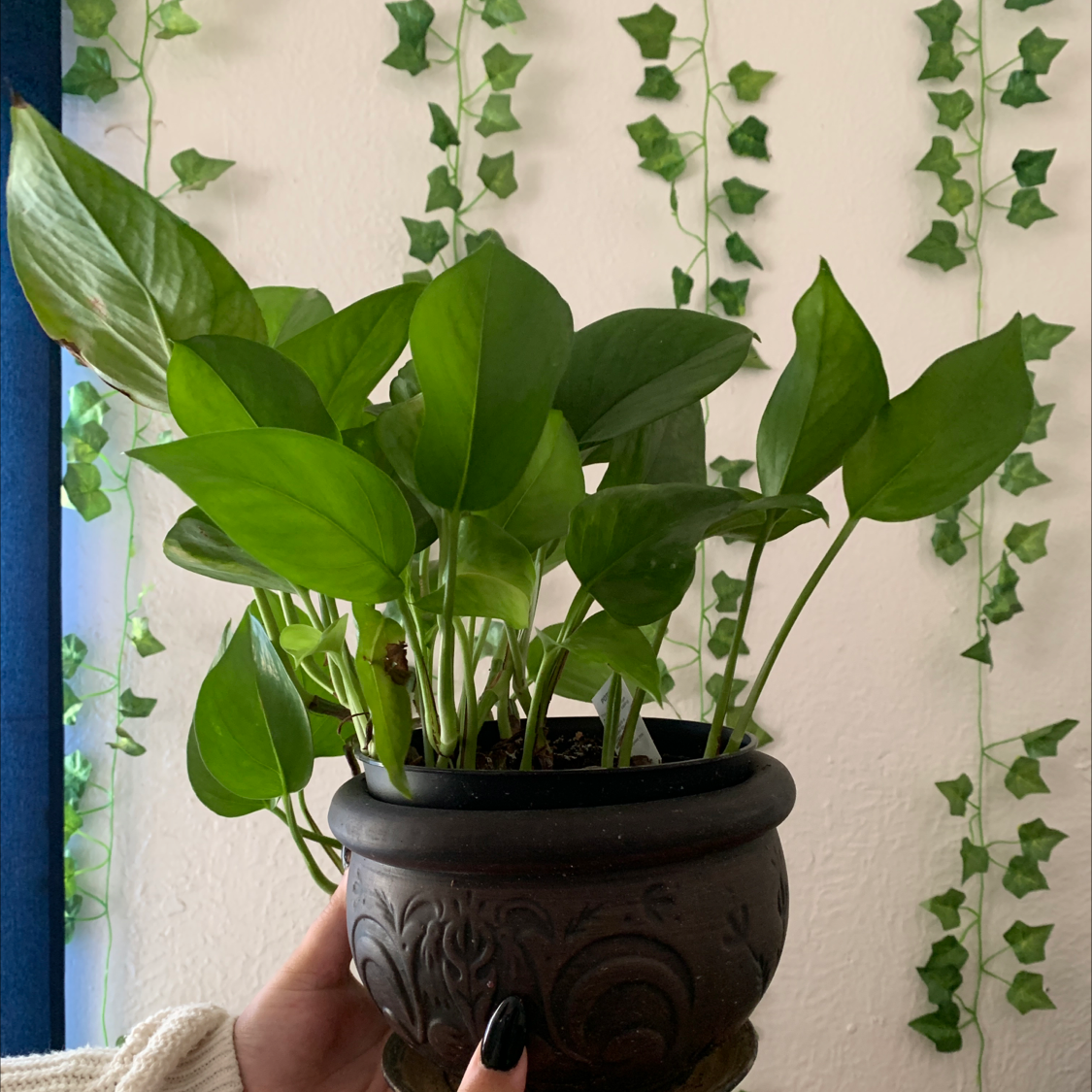 Taro Vine plant photo by @Corinuh named Harriet on Greg, the plant care app.