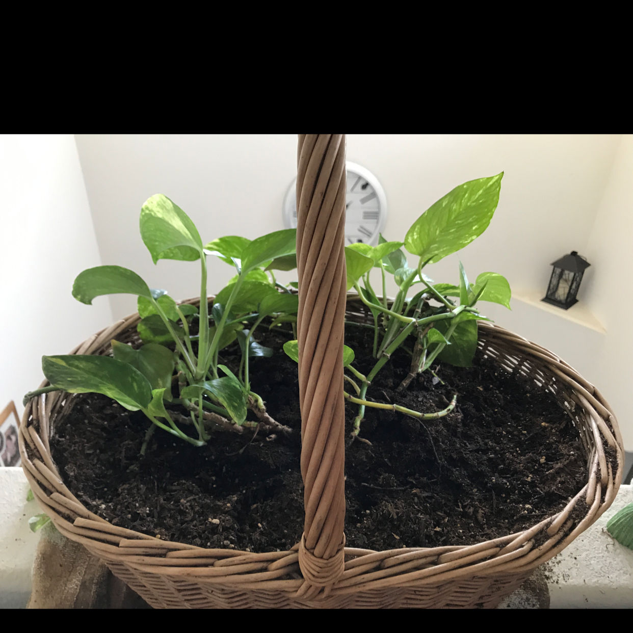 Taro Vine plant photo by Jacqueline named Stella on Greg, the plant care app.