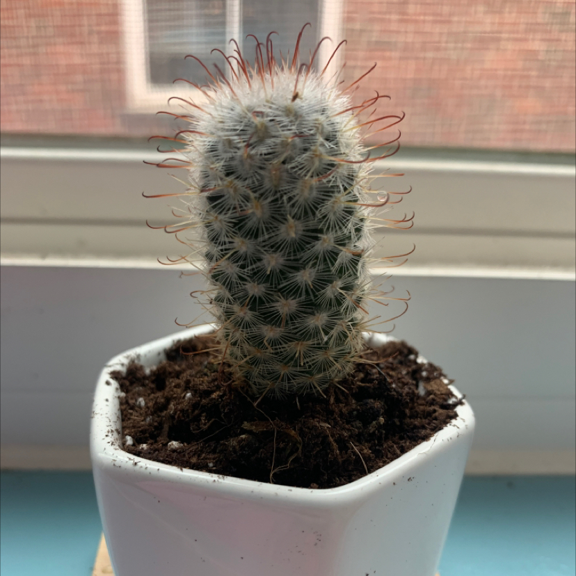 Healthy lace hedgehog cactus with thin white spines, planted in dark soil in a white ceramic pot.