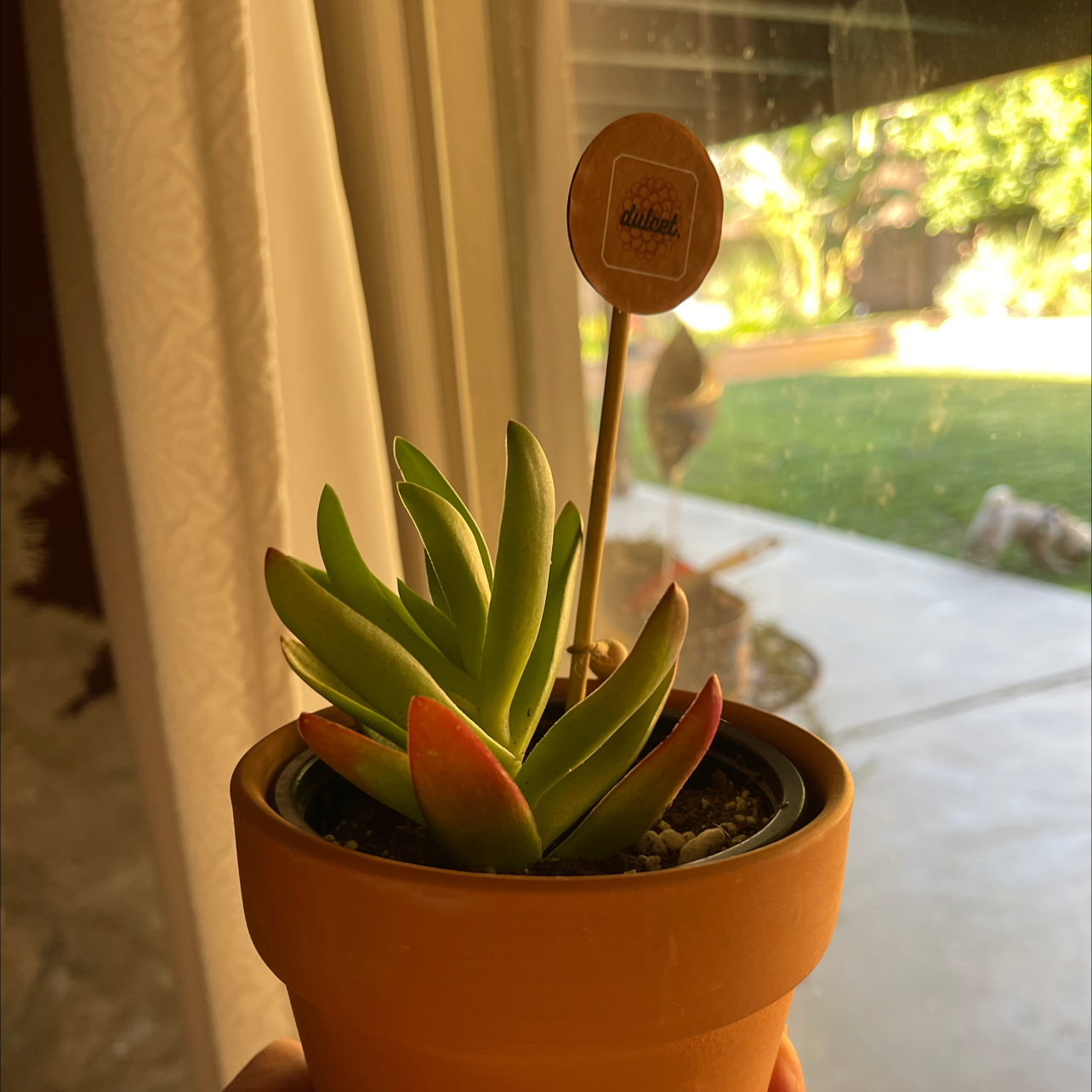 Potted Red Pagoda succulent with green leaves and red tips, held by a hand near a window.