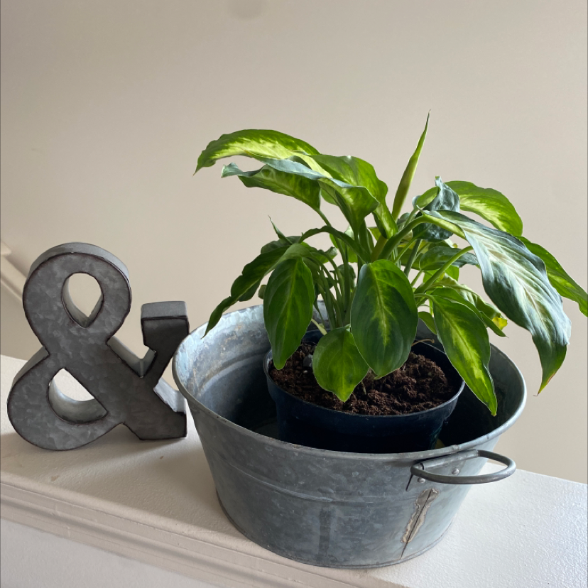 Peace Lily plant photo by Cindy named Jeffrey￼ on Greg, the plant care app.