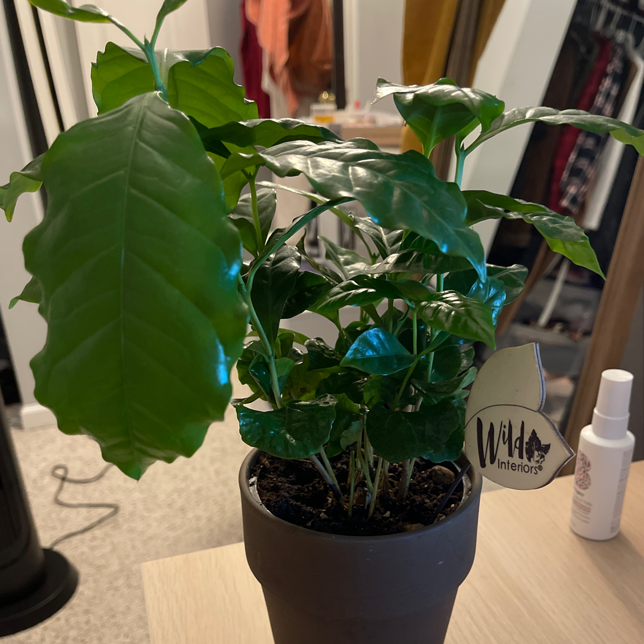 Arabian Coffee Plant plant photo by @zeinatamer named Autumn on Greg, the plant care app.