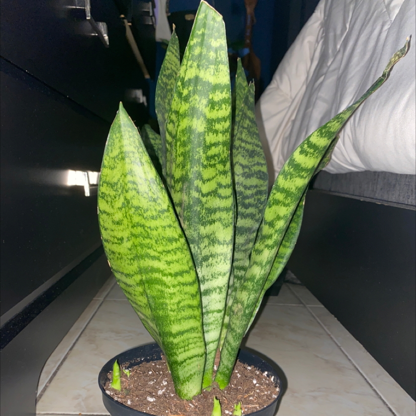 Snake Plant plant photo by Plant parent named Bodhi on Greg, the plant care app.