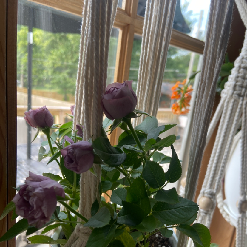 Dog Rose plant with blooming flowers near a window with natural light.
