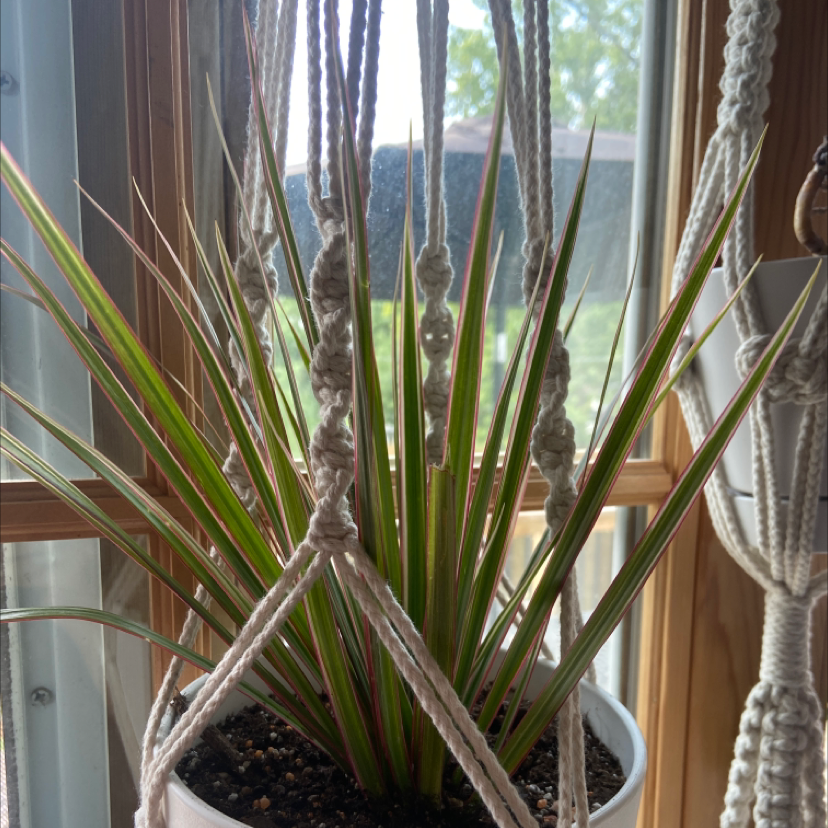 Healthy potted Song of India plant with variegated green and yellow striped leaves hanging in macrame in front of a window.