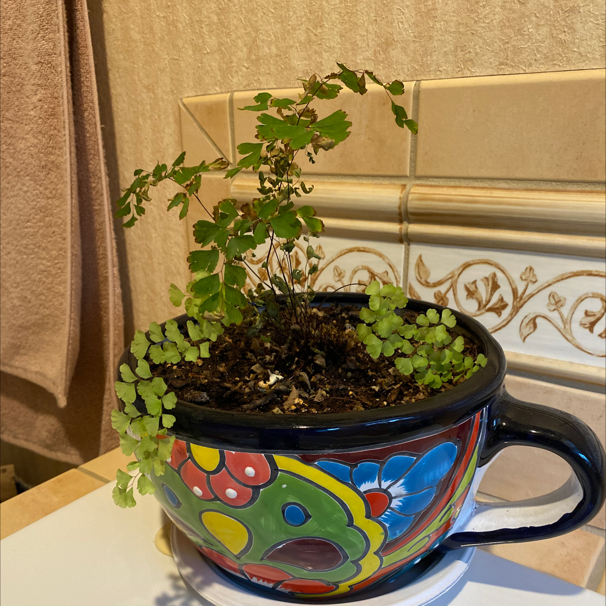 Pacific Maidenhair Fern in a colorful pot with some fronds showing browning and yellowing.