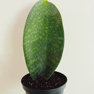 Whale Fin Snake Plant plant photo by Ferngirlfriend named whale boy on Greg, the plant care app.