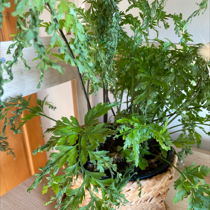 Photo of the plant species Hen and Chicken Fern by @KatieBatts named Fern on Greg, the plant care app