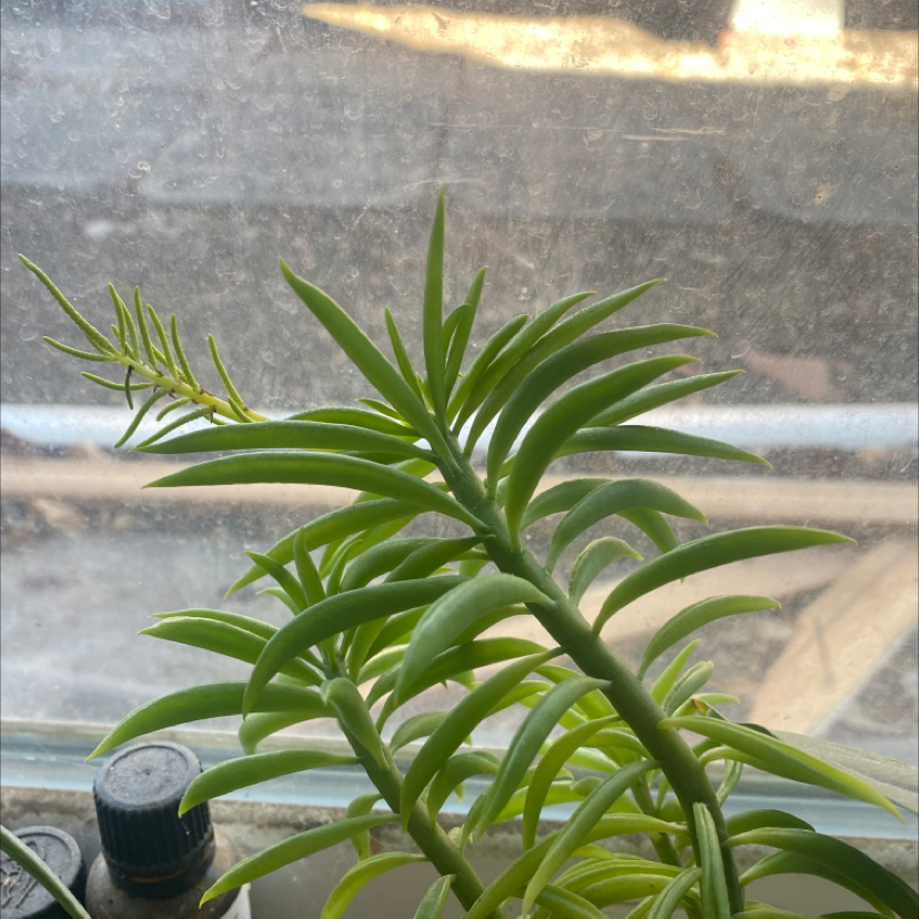 Pincushion Peperomia plant on a windowsill with vibrant green leaves.