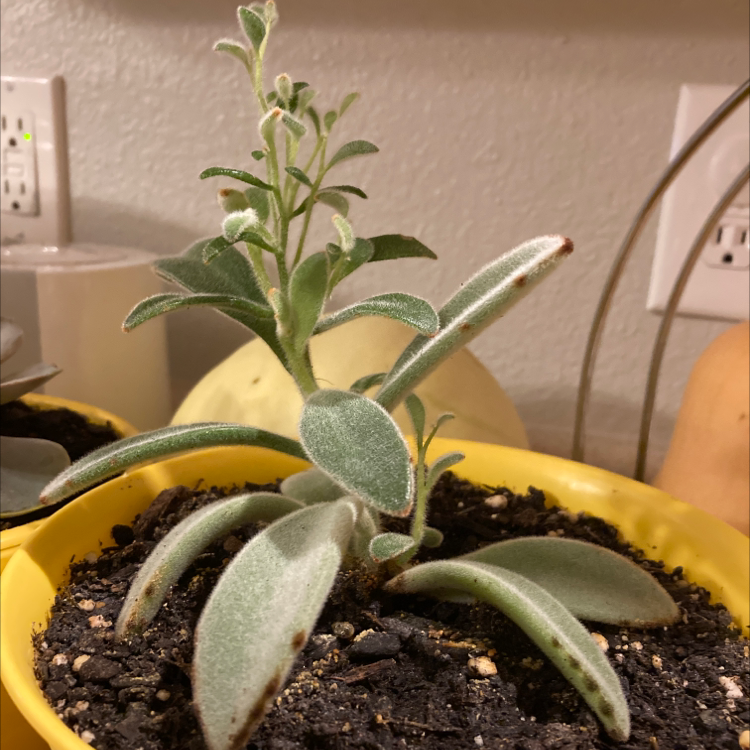 Panda Plant plant photo by Rachel named fuzzy on Greg, the plant care app.