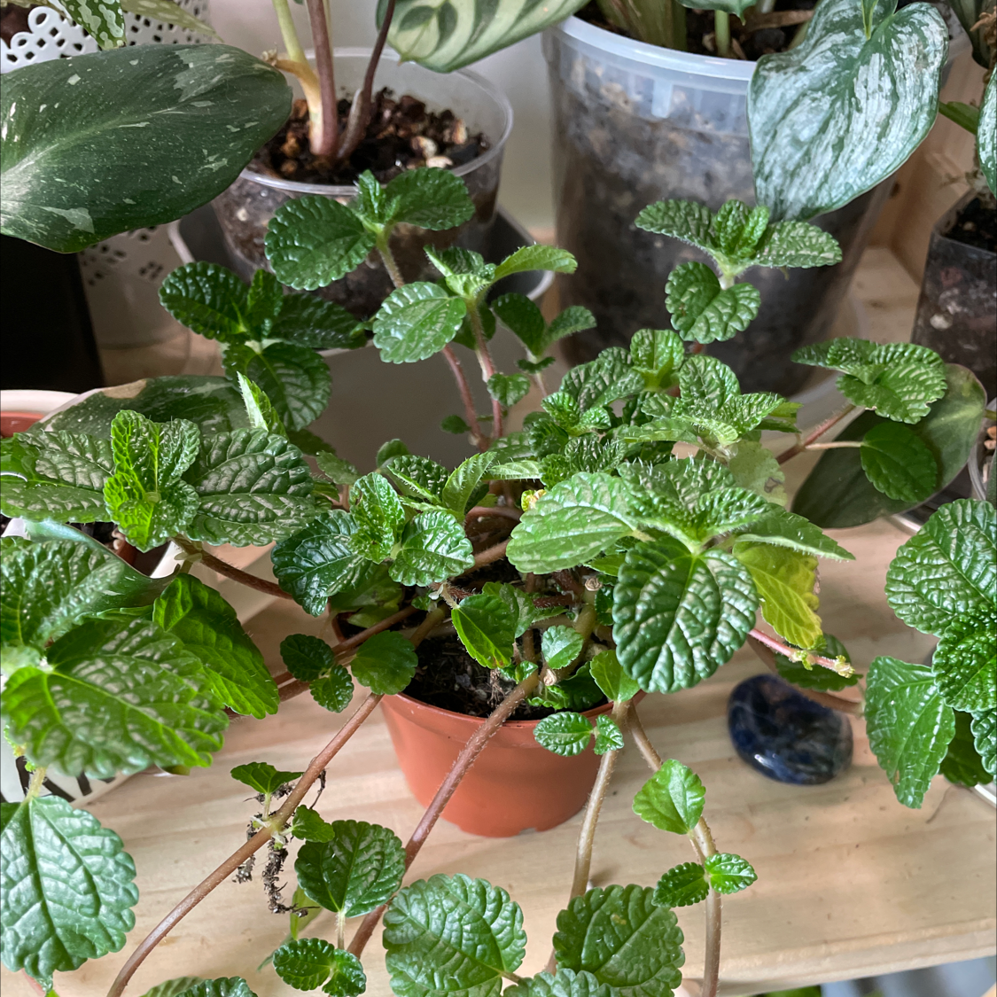 Photo of the plant species Creeping Charlie by Sarah named Charlie on Greg, the plant care app
