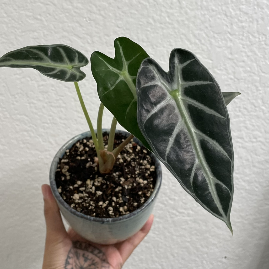Alocasia 'Bambino' plant in a pot, held by a hand, with visible soil.