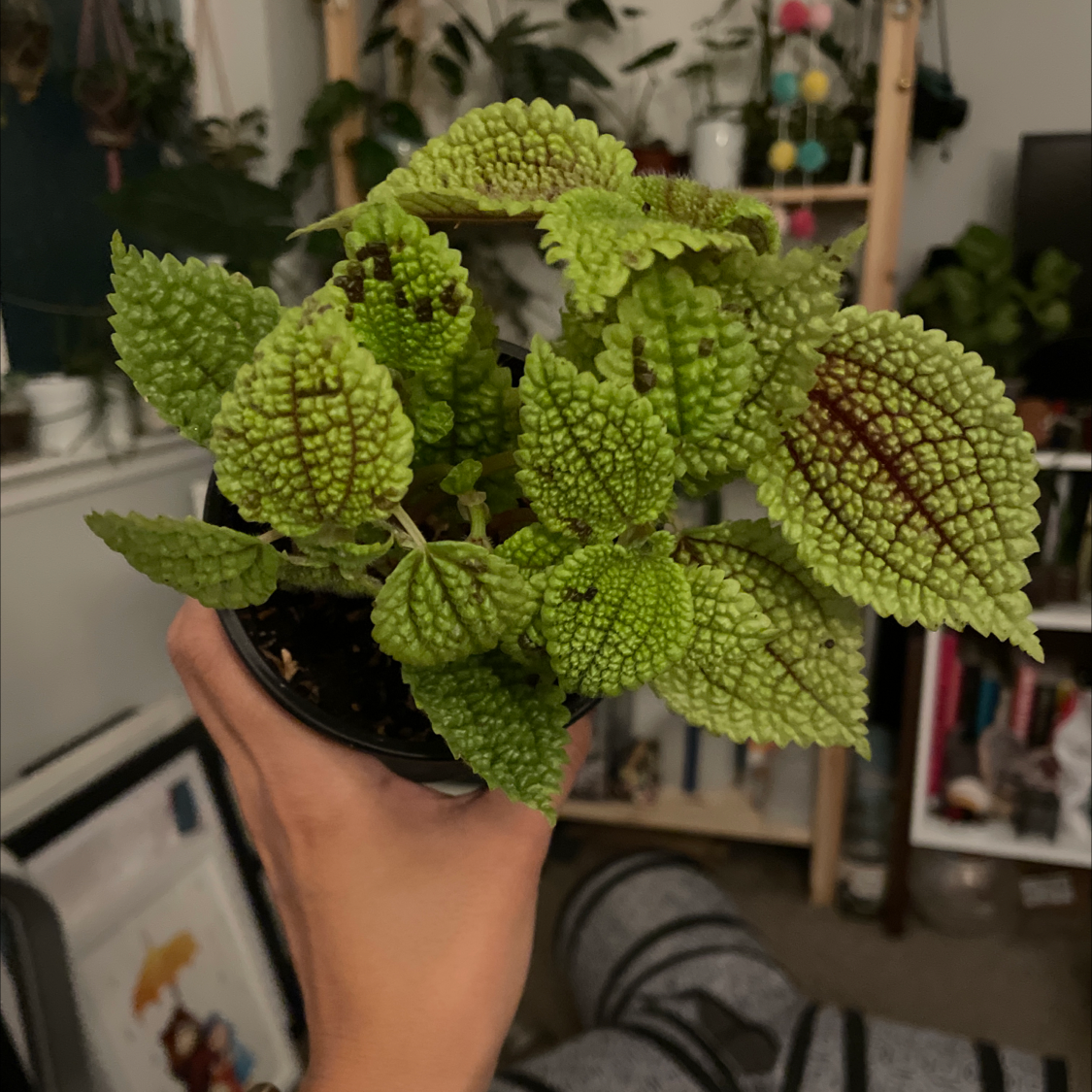 Pilea 'Moon Valley' plant with vibrant green leaves held by a hand.