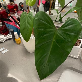 Red Emerald Philodendron plant in Somewhere on Earth