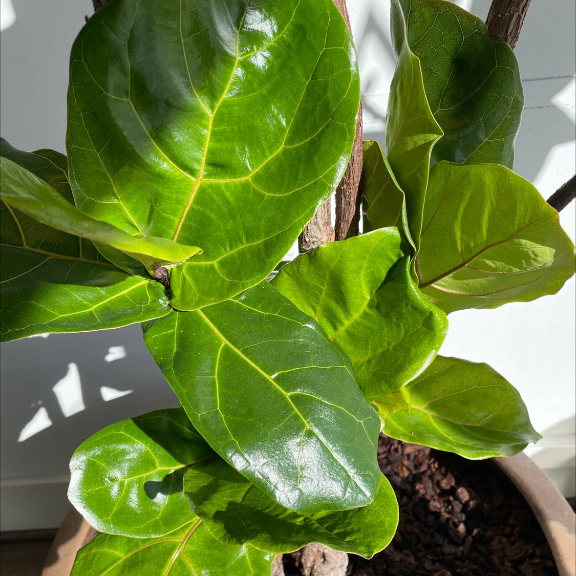 Fiddle Leaf Fig plant photo by Sarah named Ursula on Greg, the plant care app.