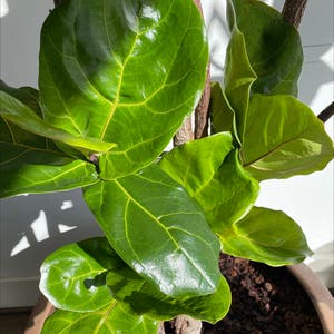 Fiddle Leaf Fig plant photo by Sarah named Ofelia on Greg, the plant care app.