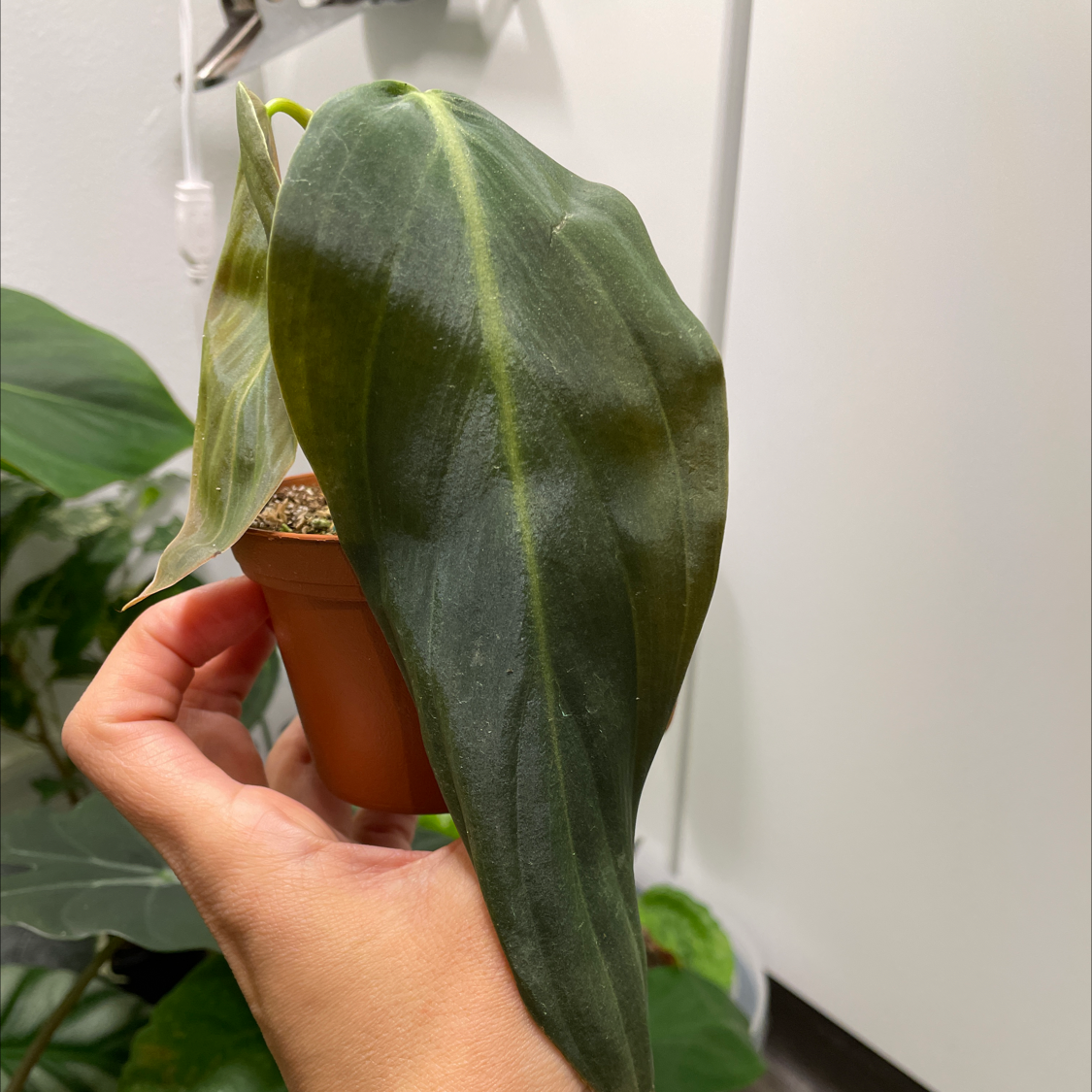 Philodendron gigas plant with large, dark green leaves, held by a hand. Some yellowing visible.