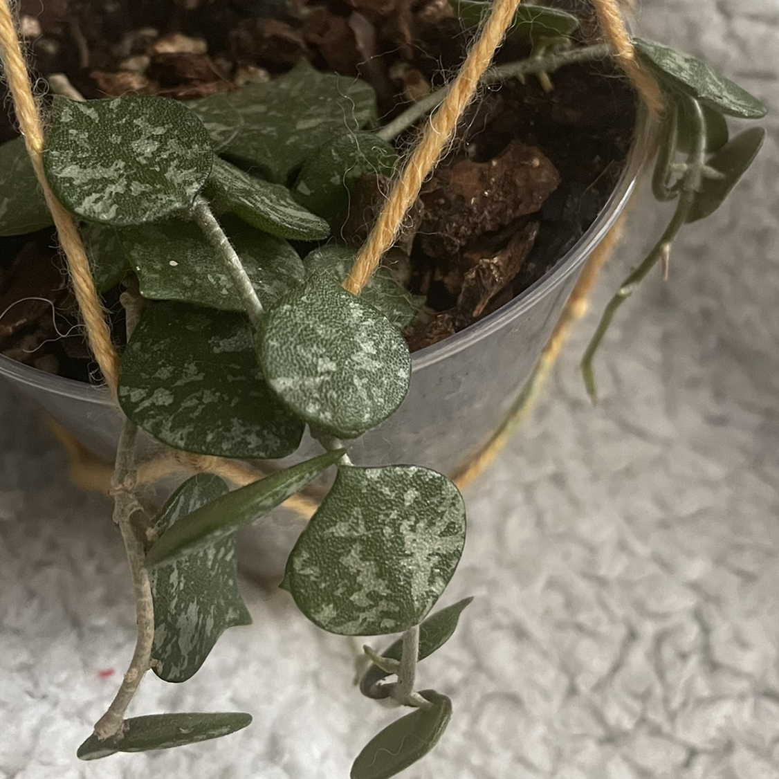 Photo of the plant species Fung Wax Flower by Sarah named Curtis on Greg, the plant care app