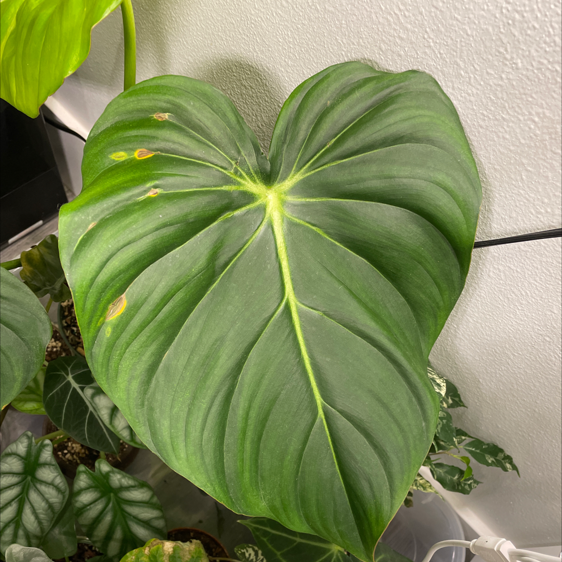 Philodendron 'McDowell' leaf with some yellowing and browning spots, other plants in background.