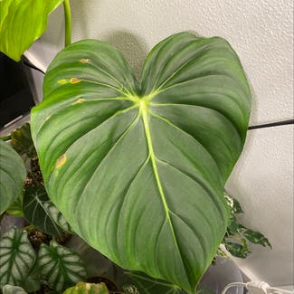 philodendron mcdowellii plant in Somewhere on Earth