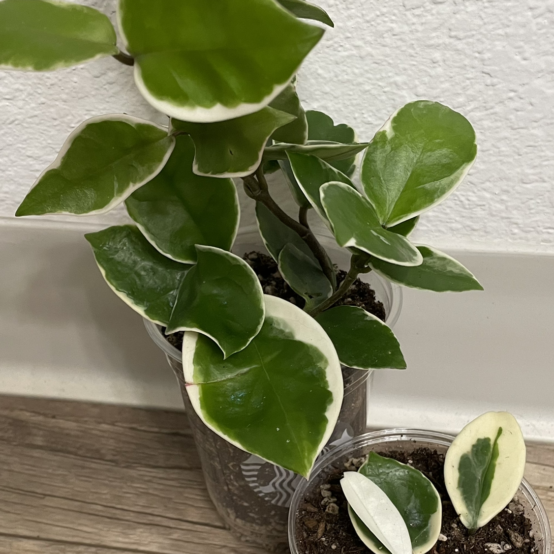 Photo of the plant species hoya carnosa snowball by Sarah named Snowball on Greg, the plant care app