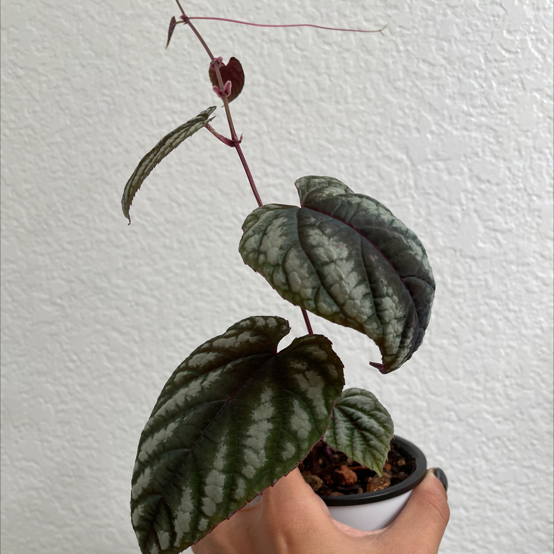 Rex Begonia Vine plant with patterned leaves in a small pot, held by a hand.