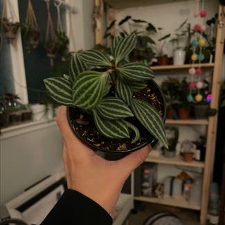 parallel peperomia plant in Somewhere on Earth