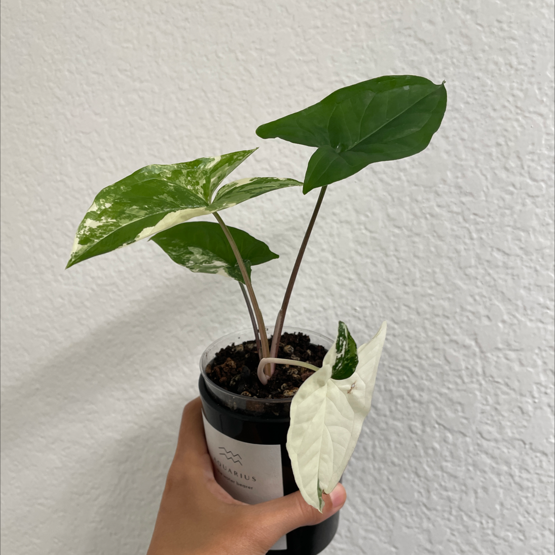 Photo of the plant species Variegated Arrowhead Vine by Sarah named Albus on Greg, the plant care app