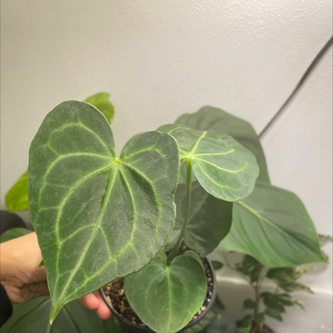Velvet Cardboard Anthurium plant with healthy green leaves and prominent veins.