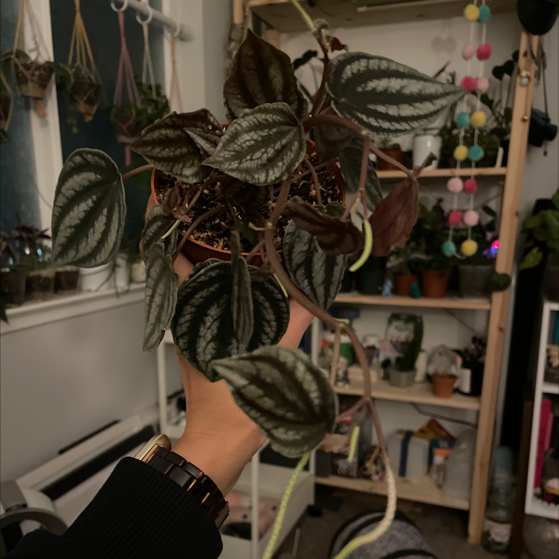 Photo of the plant species Peperomia 'Red Watermelon' by Sarah named Tubbs on Greg, the plant care app