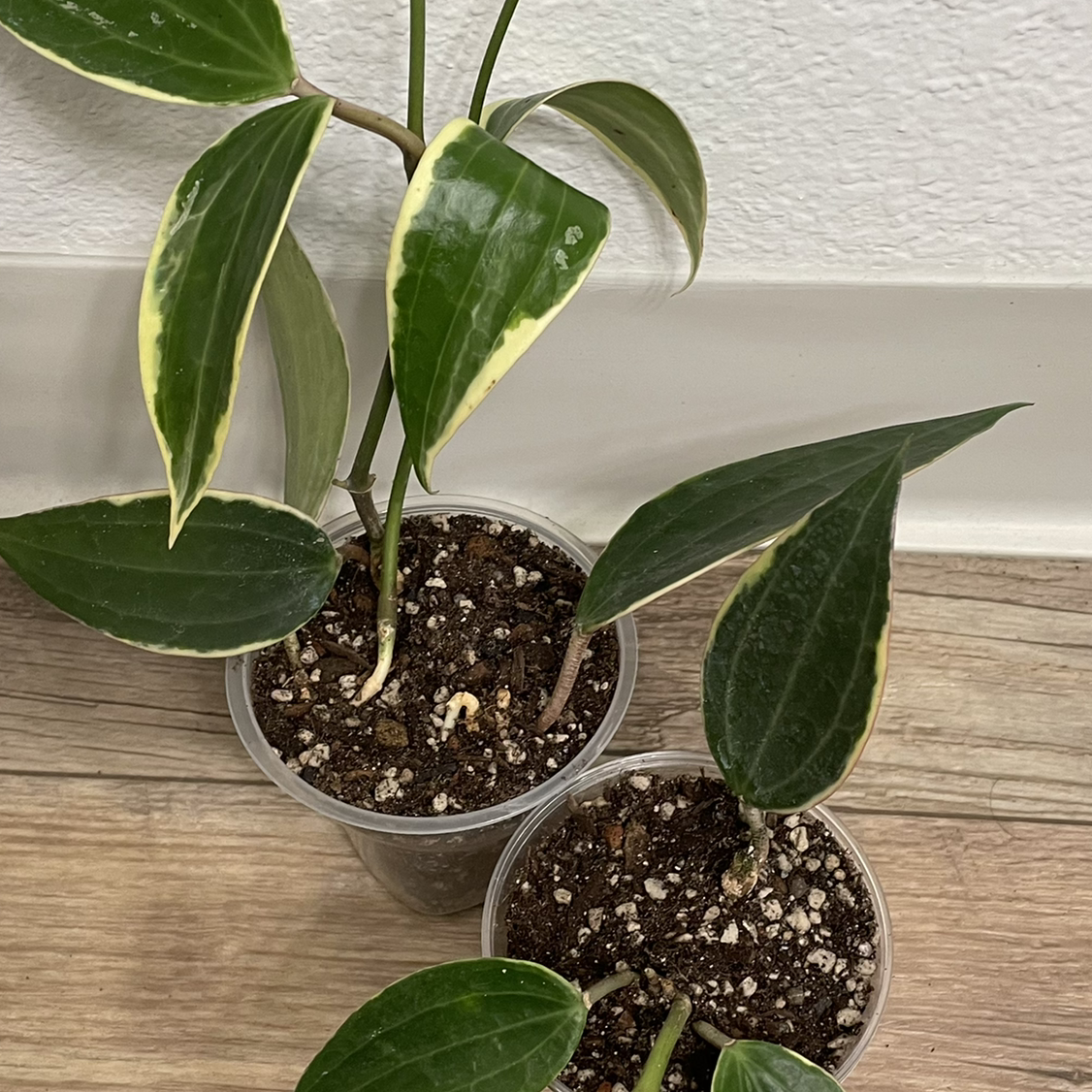 Two Hoya macrophylla 'Albomarginata' plants in clear pots with green leaves and white margins.