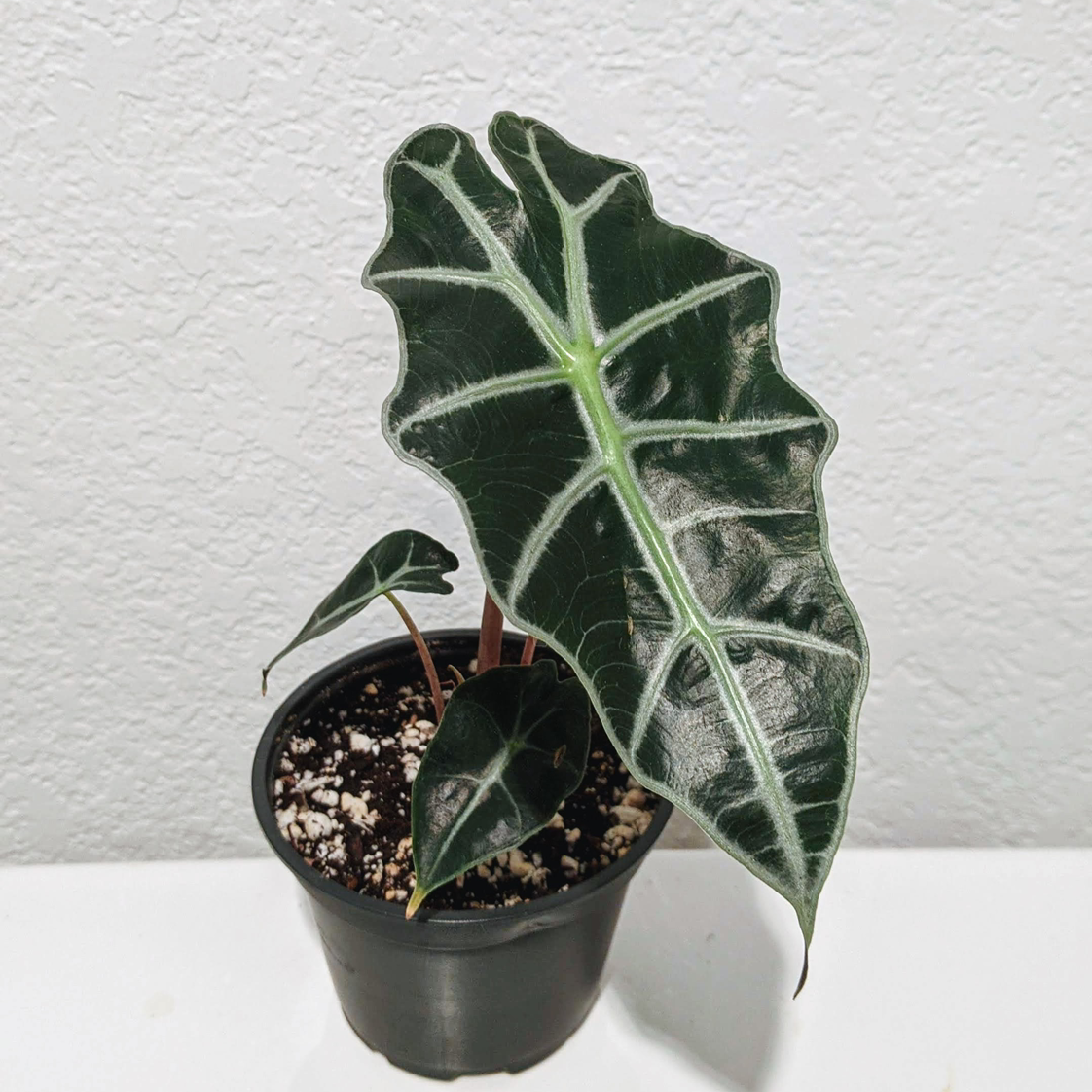 Photo of the plant species Alocasia Polly Plant by Sarah named Polly Anna on Greg, the plant care app