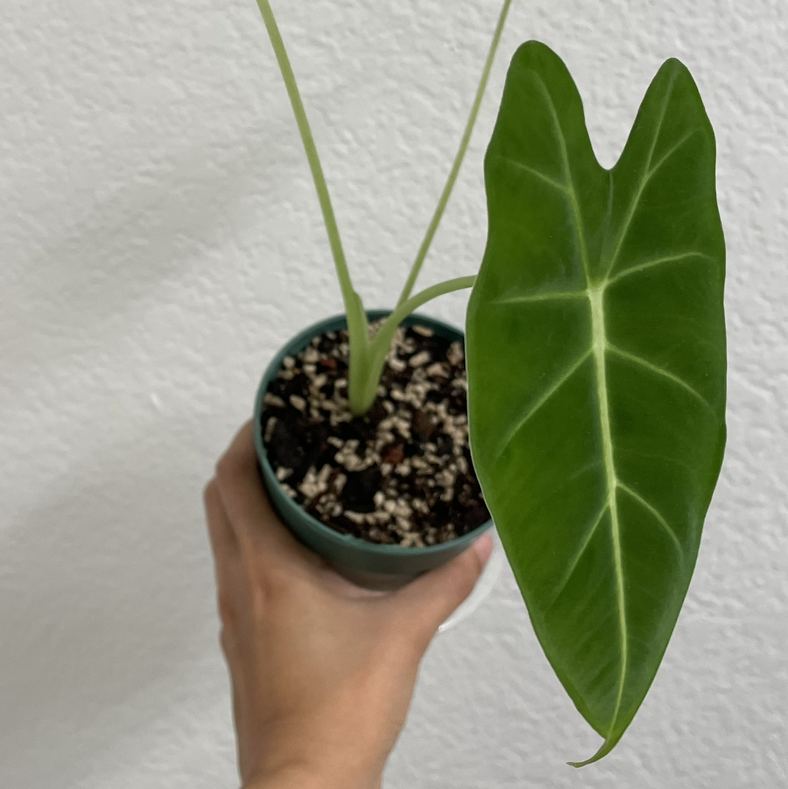 Photo of the plant species Alocasia 'Frydek' by Sarah named Fredric on Greg, the plant care app