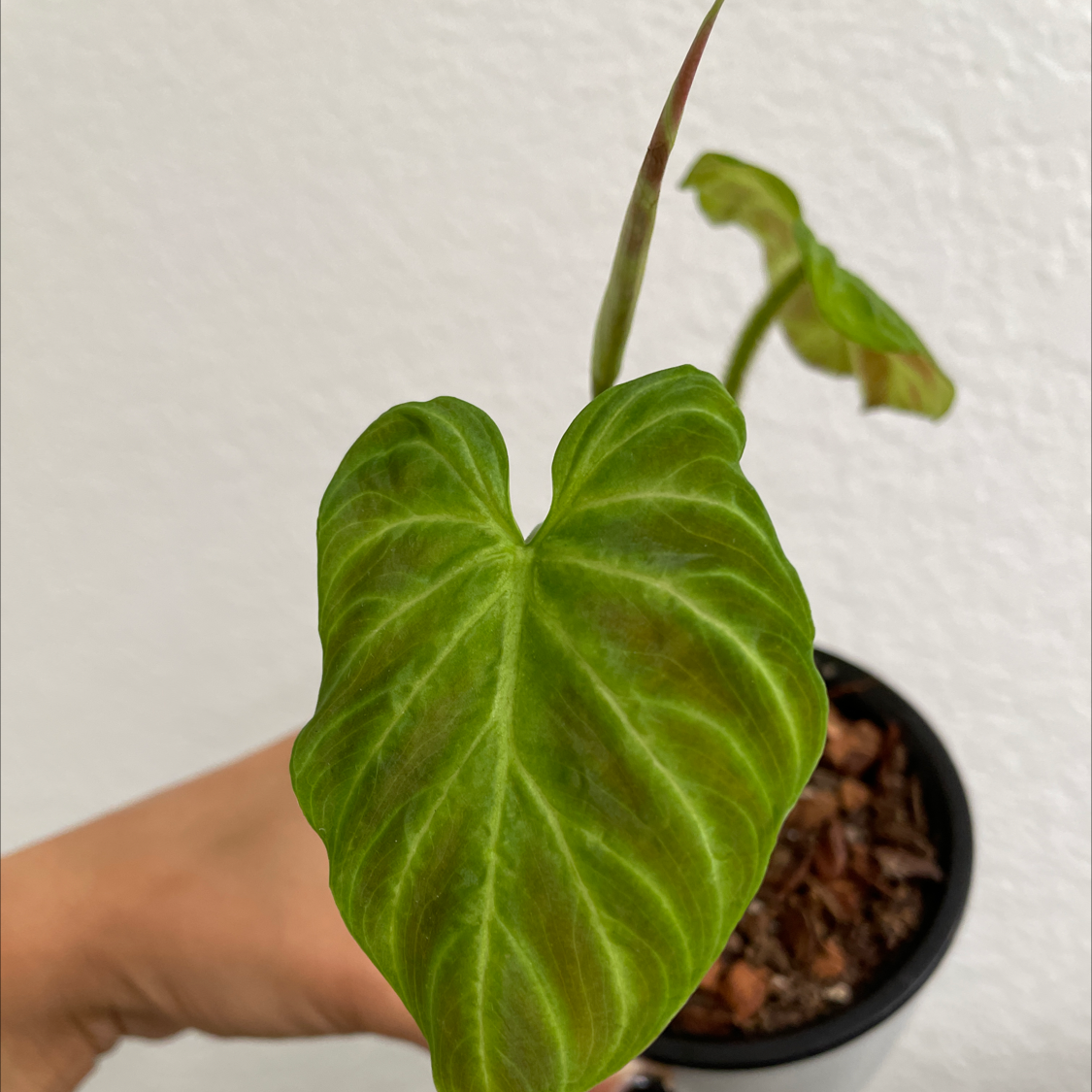 Photo of the plant species Ecuador Philodendron by Sarah named Verro on Greg, the plant care app