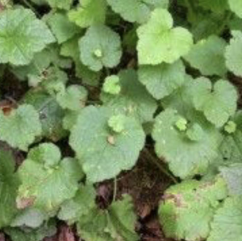 Photo of the plant species Piggyback Begonia by Micah named piggy back on Greg, the plant care app