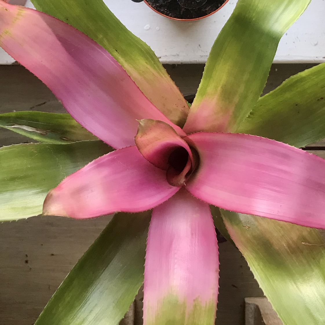 Blushing Bromeliad with vibrant pink and green leaves, appearing healthy.