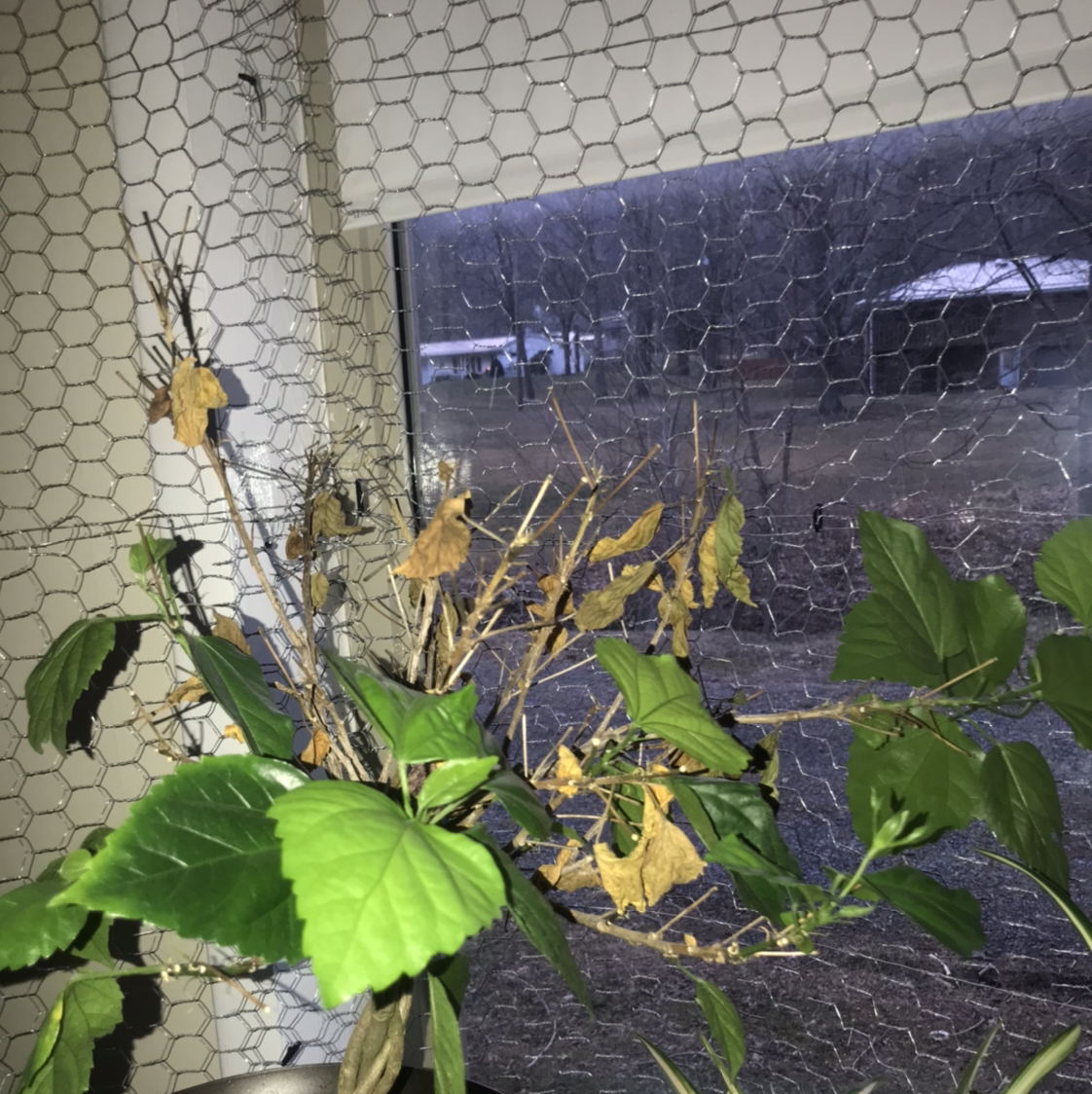 Chinese Hibiscus plant with some green and some brown, wilted leaves near a window with wire mesh.