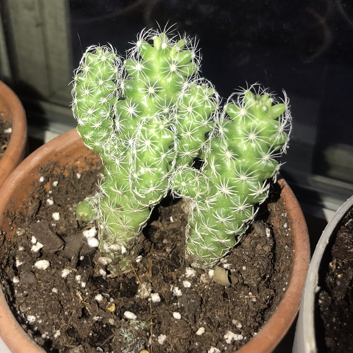 Lady Finger Cactus in a small pot with visible soil, appears healthy.