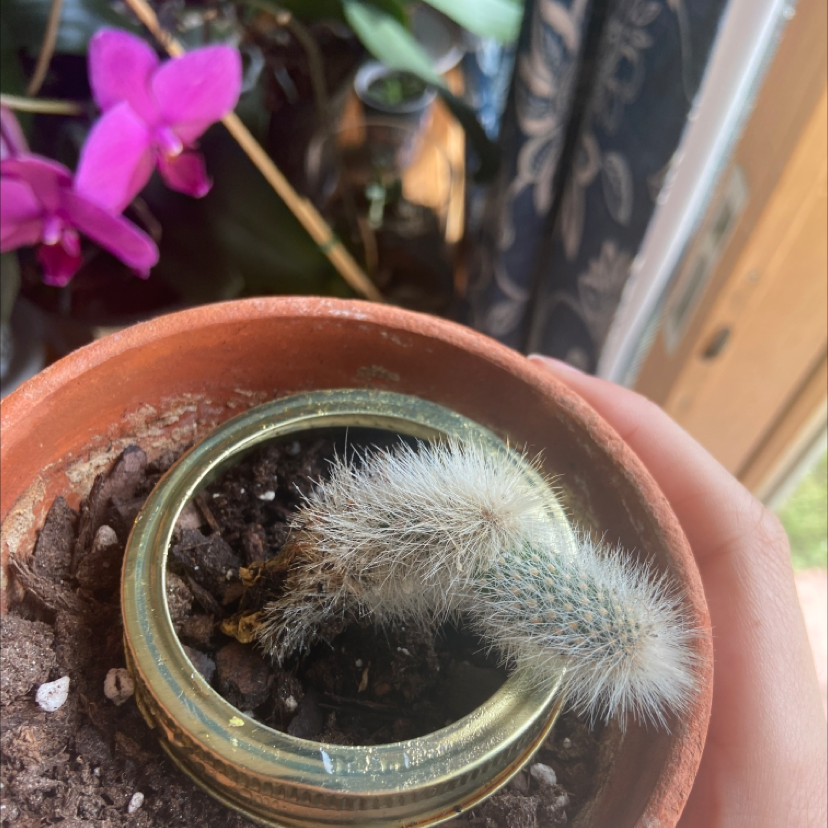 Photo of the plant species Harestail Grass by Madilyn named Naomi on Greg, the plant care app
