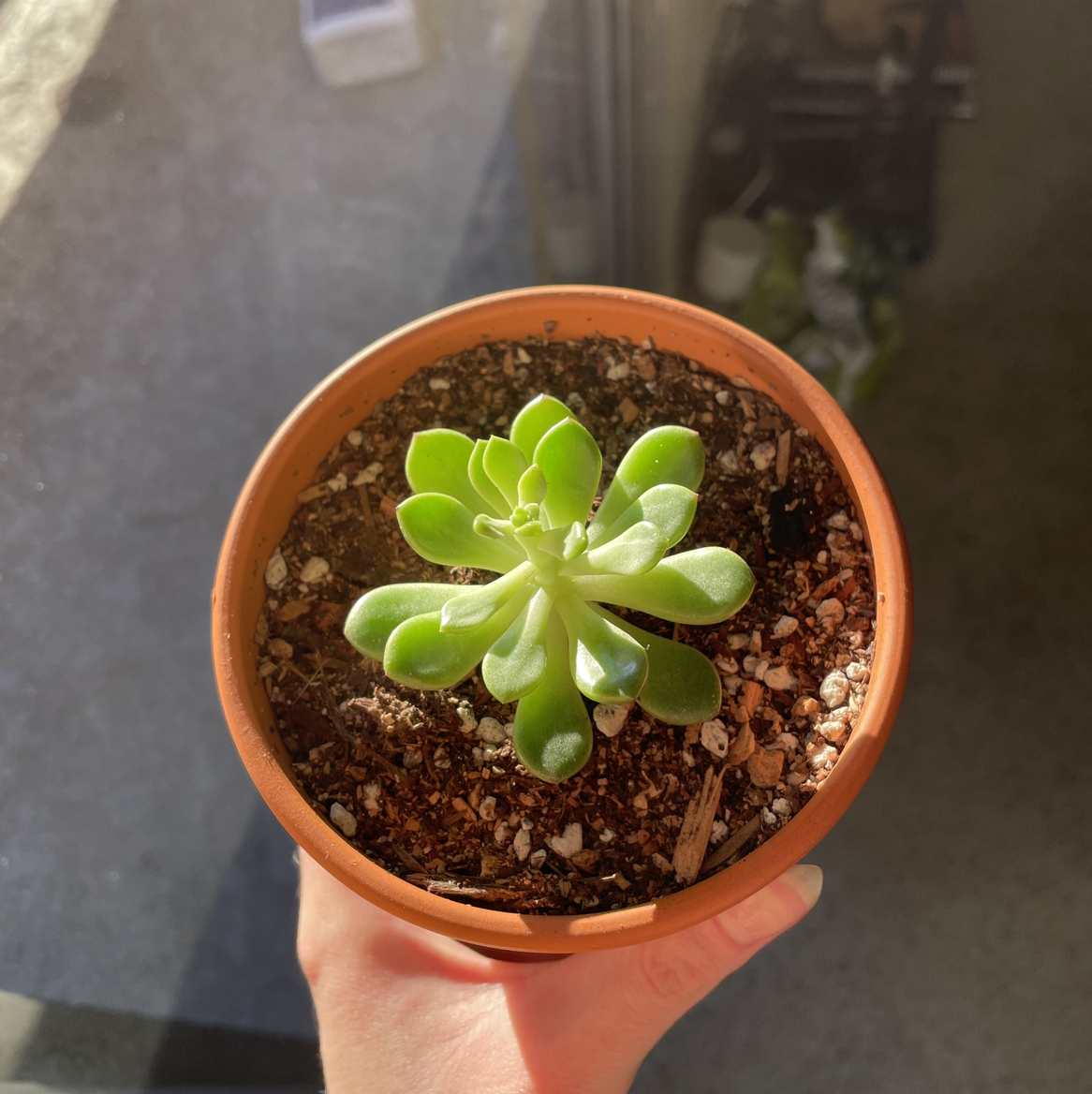 Photo of the plant species Dwarf Aeonium by Jamie named Ronaldo on Greg, the plant care app