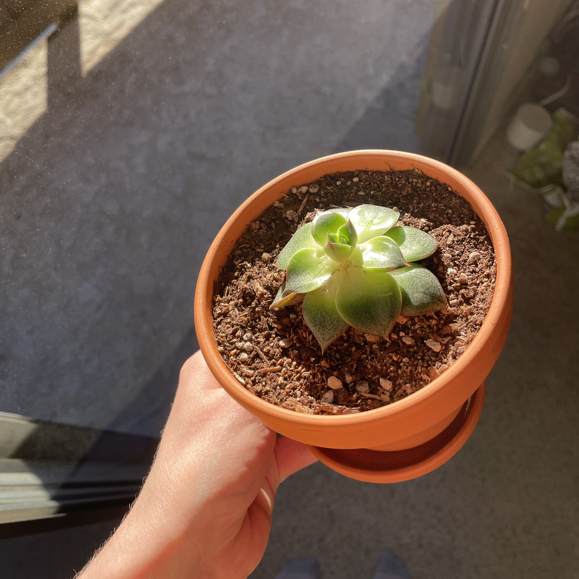 A healthy Echeveria purpusiorum succulent in a terracotta pot held by a hand.