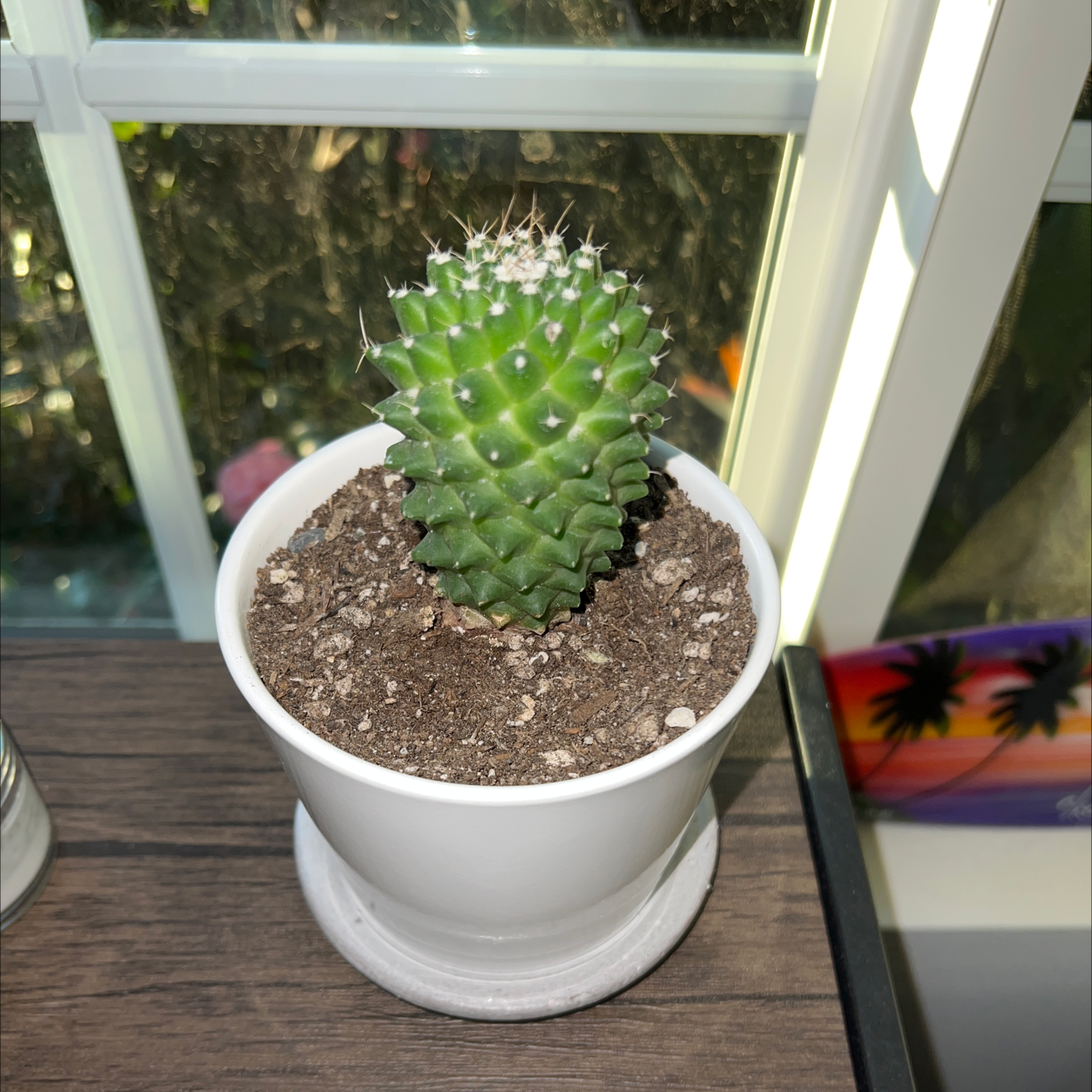 Mammillaria mystax cactus in a white pot on a wooden surface near a window.